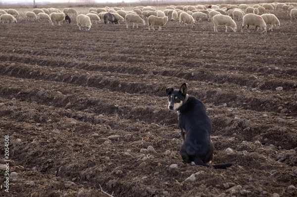 Obraz perro pastor