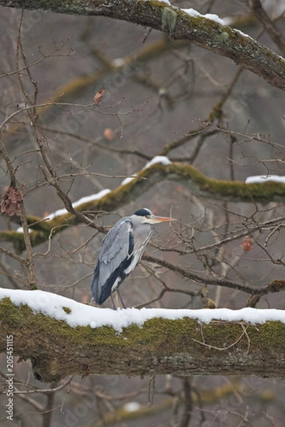 Obraz  grey heron, ardea cinerea