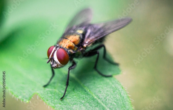 Fototapeta Fly