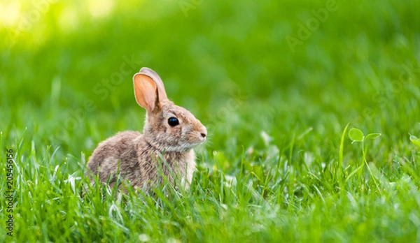 Obraz Focus on small wild bunny in green grass.