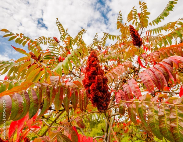 Obraz Large red sumac plant in fall.