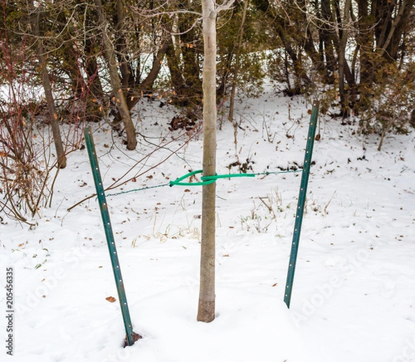 Obraz Tree braced by metal stakes and cables.
