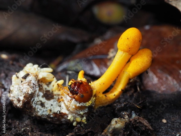 Fototapeta コガネムシタケ