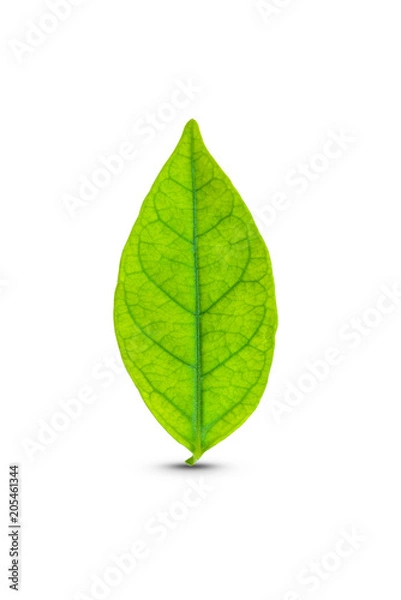 Fototapeta Green leaf isolated