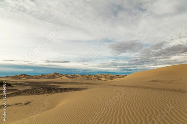 Obraz DunasChihuahua