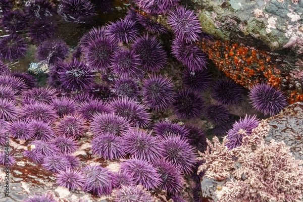 Obraz purple sea urchins