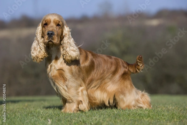 Obraz cocker spaniel z profilu, głowa odwrócona
