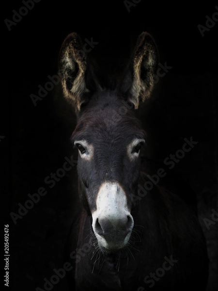 Obraz Donkey Headshot