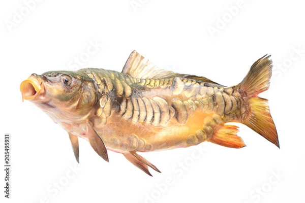 Obraz Fish carp