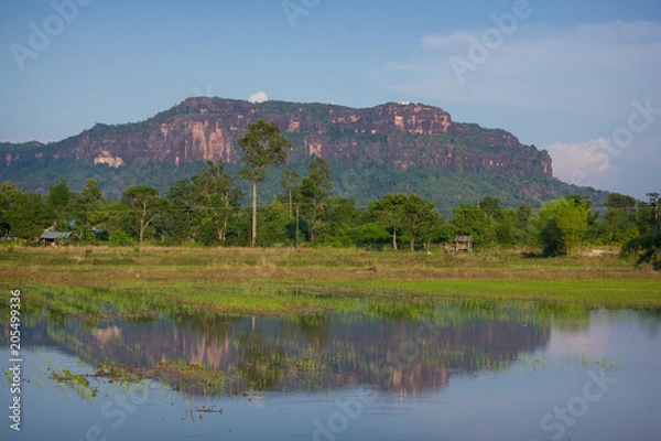 Fototapeta Beautiful scenery of the seedlings (in-season rice field) with sandstone mountain background,Phu Langka National Park, Nakhon Phanom, Thailand