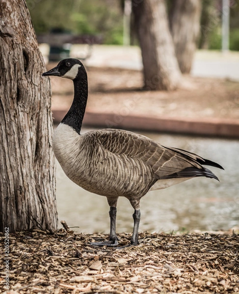 Fototapeta Goose profile