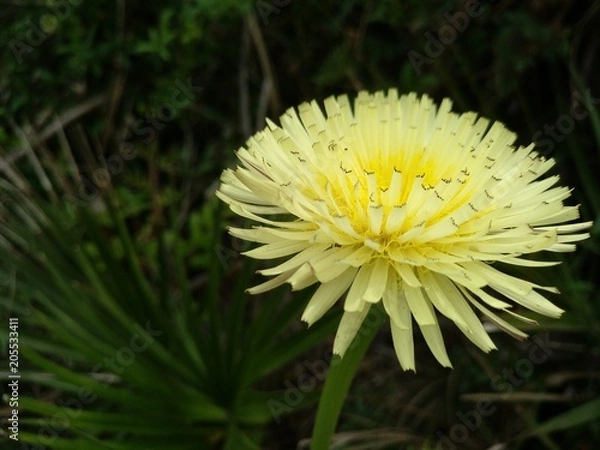 Obraz Löwenzahn_MA_R