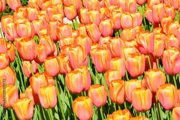 Fototapeta A Tulip Army