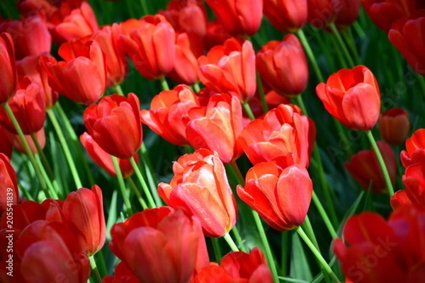 Fototapeta One Out of Many Tulips