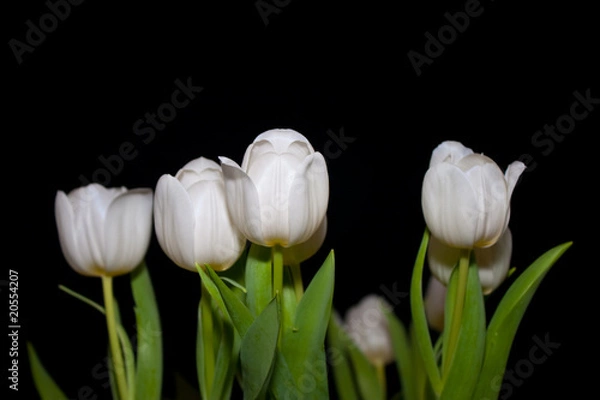 Obraz weisse tulpen