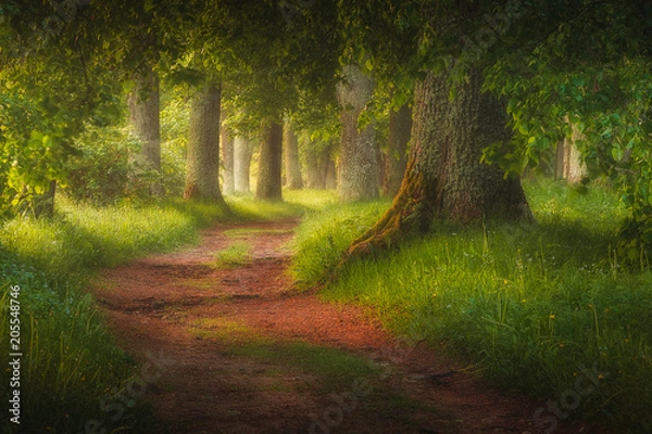Obraz magic forest path