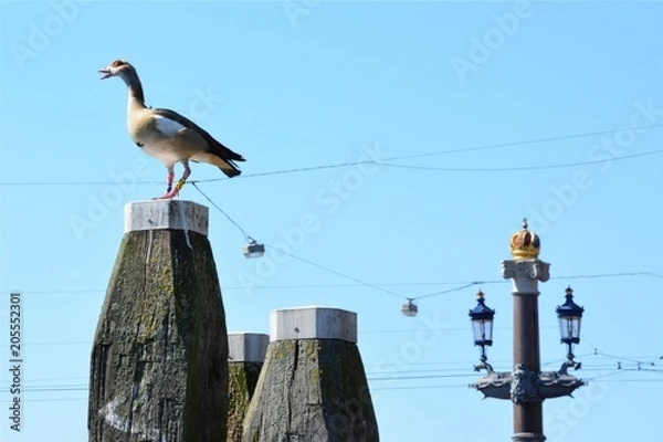 Obraz An Amsterdam Goose