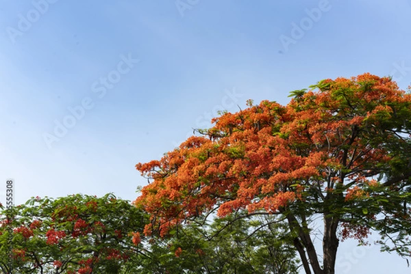 Obraz The Flame Tree with orange flowers 01
