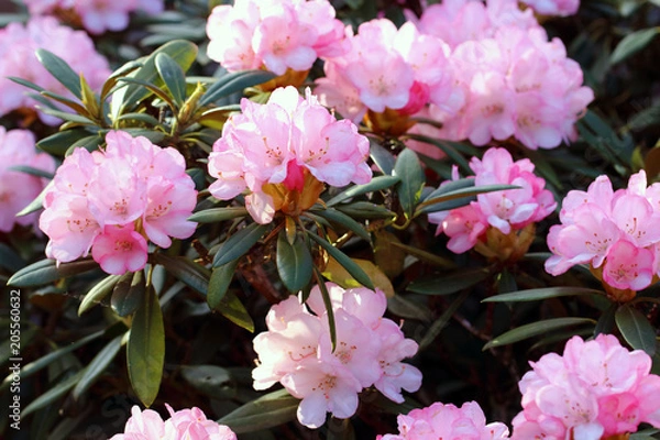 Obraz The Rhododendron Yakushimanum likes lime-free, acidic, light soil