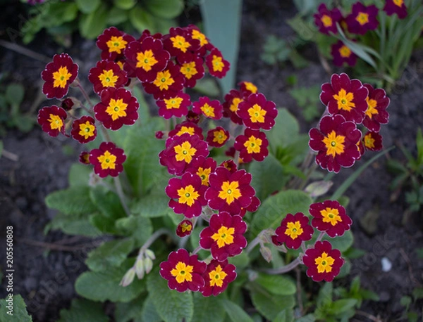 Fototapeta Примулы