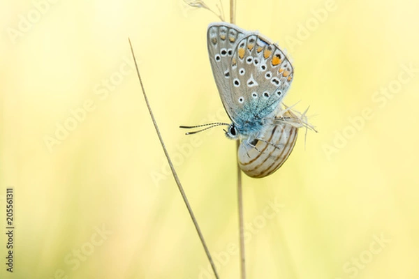 Obraz Bläuling #02