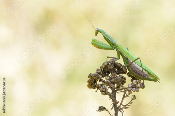 Obraz Gottesanbeterin #04