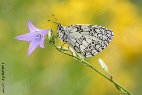 Obraz Schachbrettfalter #03