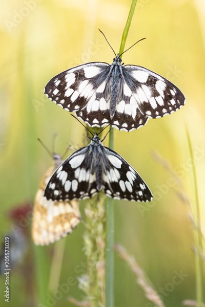 Obraz Schachbrettfalter #04