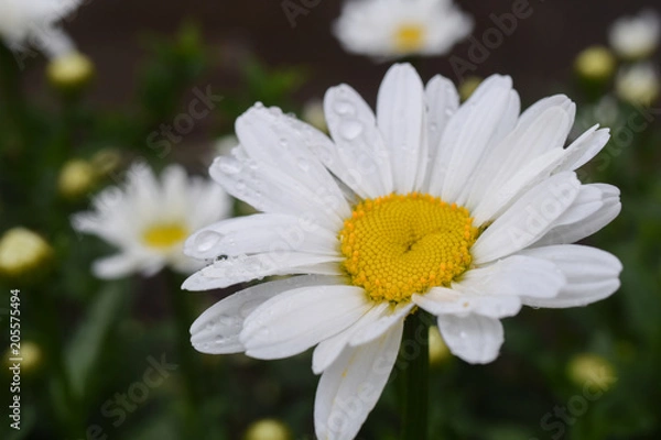 Obraz white Daisy close-up in drops after rain