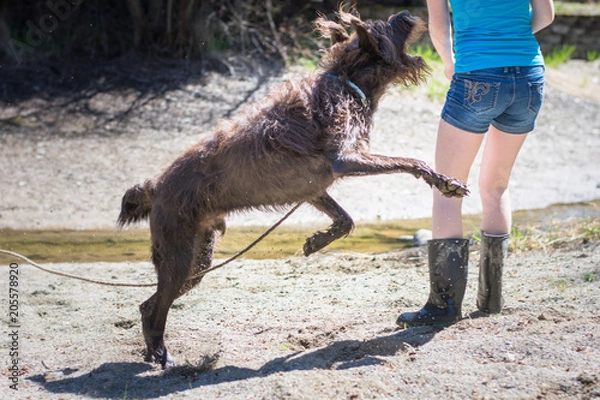 Fototapeta Large, furry, brown dog leaping up to playfully bite teen on the arm while they are running together on the dry beach in the spring.