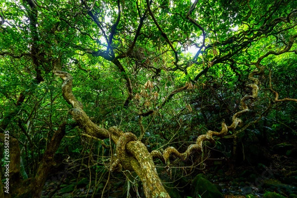 Fototapeta 西表島のジャングル