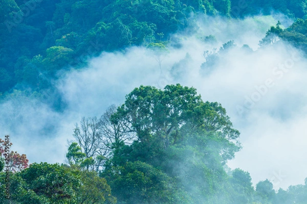 Obraz In the morning the cold weather is make floating fog on the mountain as a sea of mist. slow floating fog blowing cover on the top of mountain in Khao Kai Nui Phang Nga province