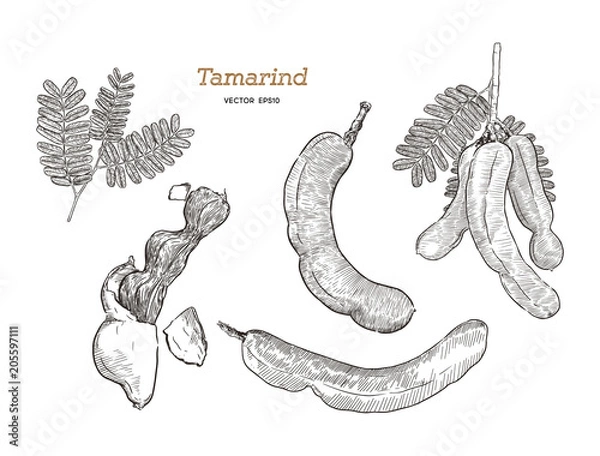 Fototapeta tamarind hand draw sketch vector.