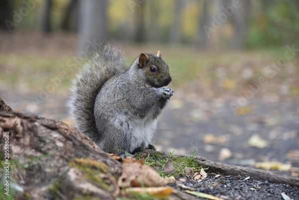 Fototapeta a squirrel in a parc