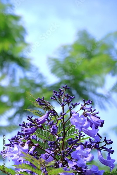 Obraz ジャカランダ