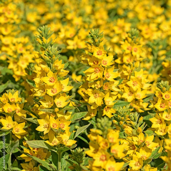 Fototapeta Goldfelberich, Punkte-Gilbweiderich, Lysimachia punctata