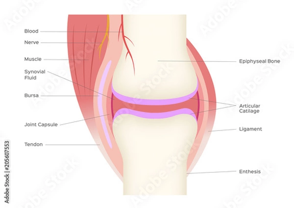 Obraz joint anatomy vector infographic