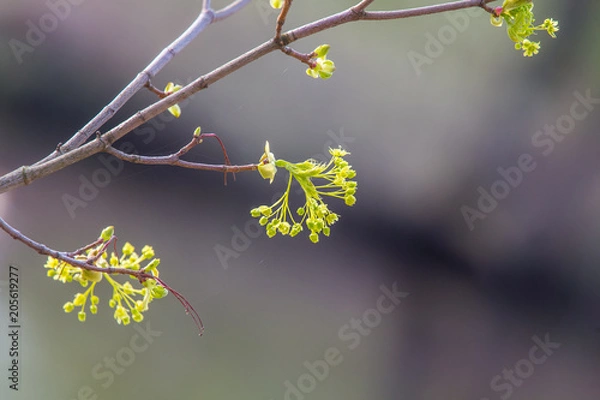 Fototapeta Beautiful maple tree blossoms on a natural background in spring.