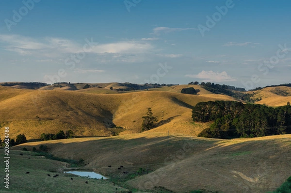 Obraz Zielone wzgórza South Gippsland w stanie Wiktoria w Australii.