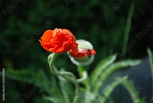 Obraz Blossoming Red Poppies