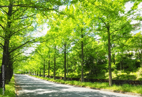 Obraz メタセコイアの並木道