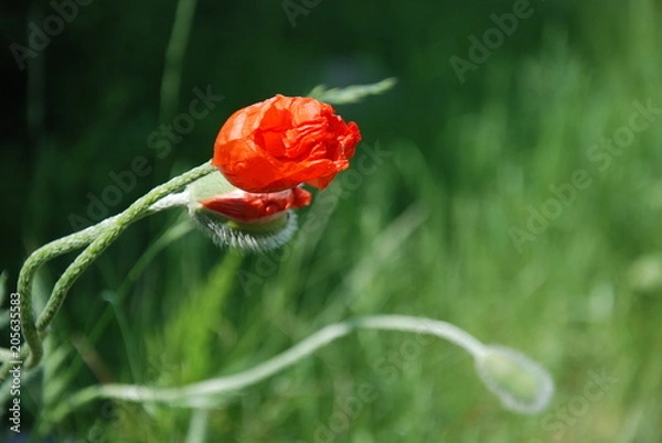 Obraz Blossoming Red Poppies Buds