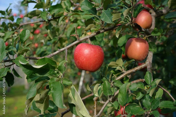 Fototapeta りんご（ふじ）