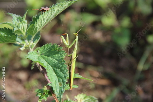 Fototapeta Mante-religieuse