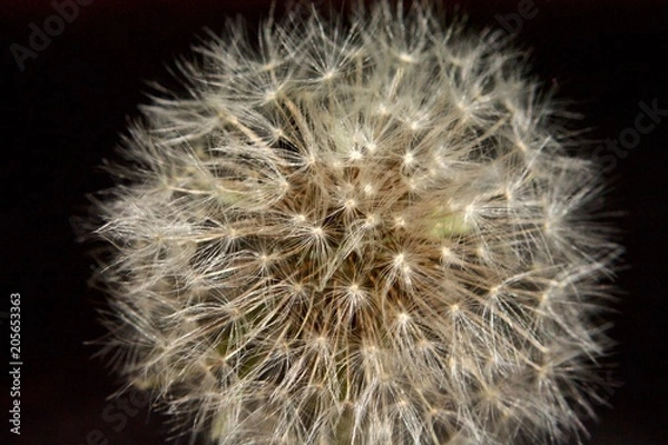Fototapeta fluffy ball of dandelion on black background2