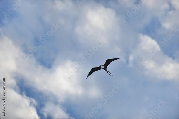 Obraz Bird Frigate hovering high in the sky