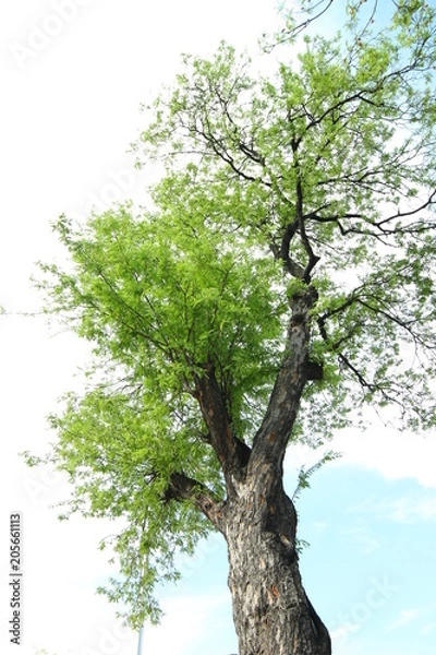 Fototapeta 新緑　若葉　夏　木漏れ日　木々の　神　黄緑　みずみずしい　木
