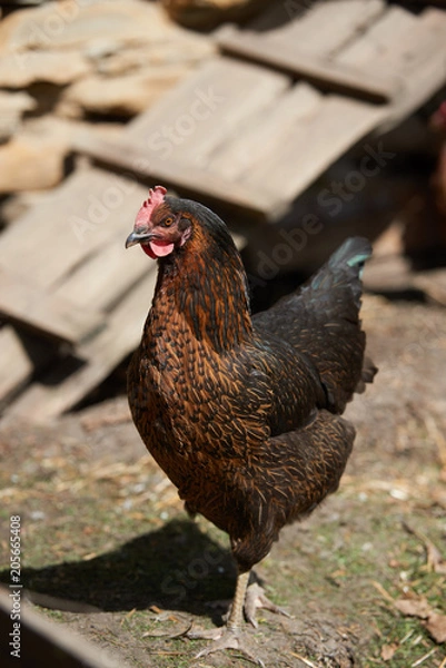 Obraz Free range chickens in field