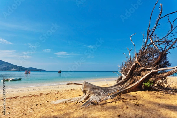 Fototapeta Dead tree trunk on beach