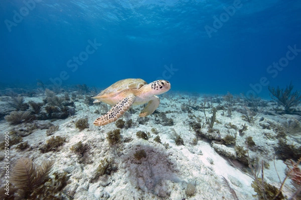 Obraz Green Sea Turtle (Florida Keys, US)